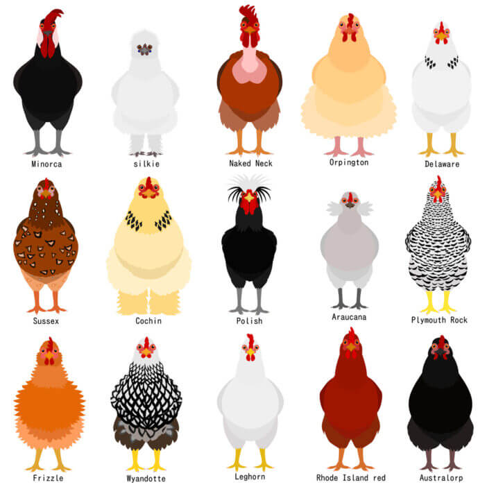 Chicken Breeds 9+ Small Chicken Breeds Perfect for Any Backyard