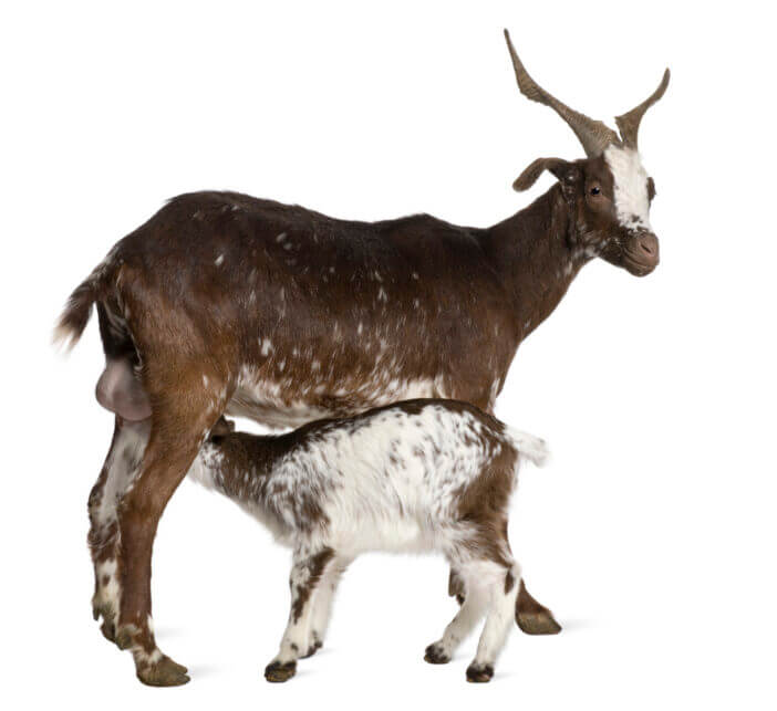 8+ Largest Breeds of Goats You Should Know About 8 Rove Goats 8+ Largest Breeds of Goats You Should Know About