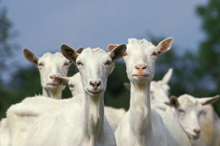 8+ Largest Breeds of Goats You Should Know About 5 Saanen Goats 8+ Largest Breeds of Goats You Should Know About