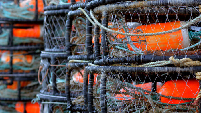 7+ Best Crab Traps for Catching Dungeness Crabs