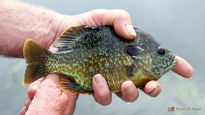 Bluegill vs Crappie: Comparing the Taste