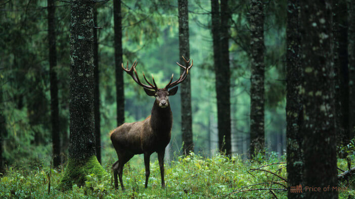 elk vs deer