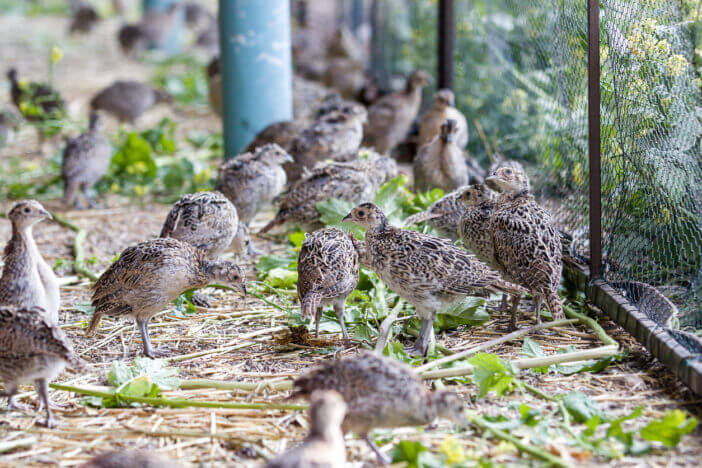 14+ Fun Facts About Domesticated Pheasants 4 pheasant farm 14+ Fun Facts About Domesticated Pheasants