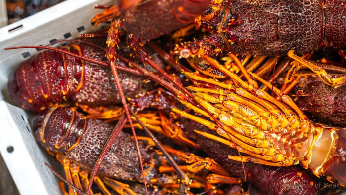 rock lobster tail vs maine lobster tail