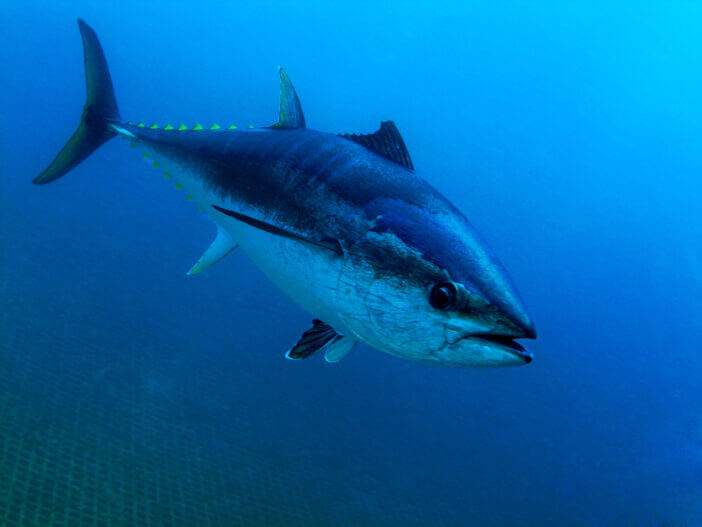 Bluefin Tuna Closeup Underwater Photo