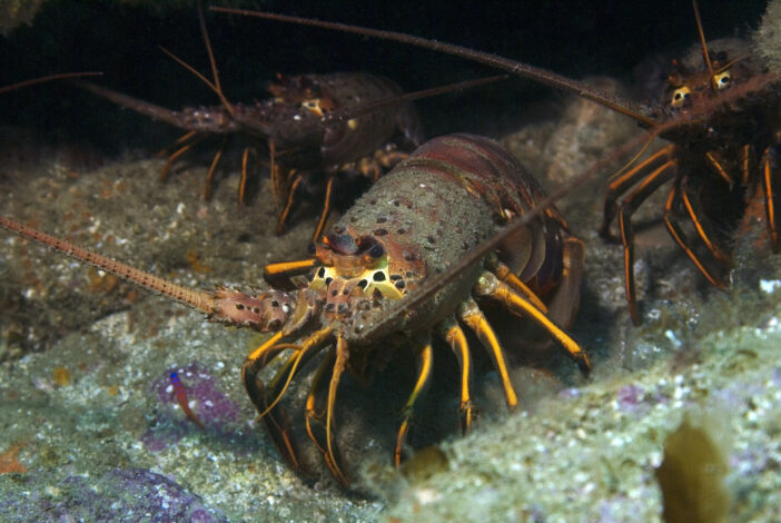 Lobster in the wild at Catalina Island