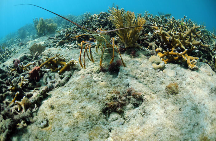 Underwater lobster