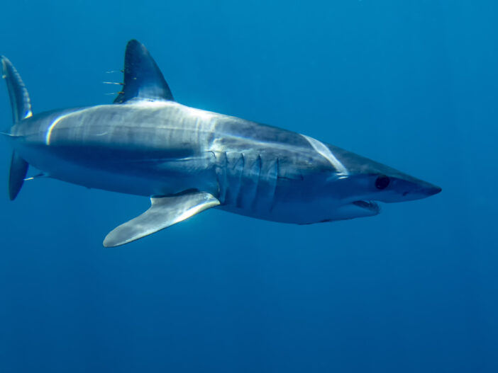 Mako Shark (Isurus oxyrinchus) in Baja California, Mexico