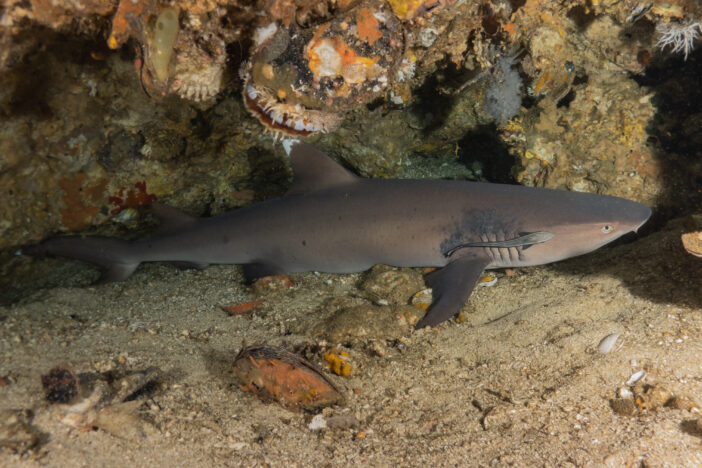 Thresher Shark swimming in the Sea of the Philippines