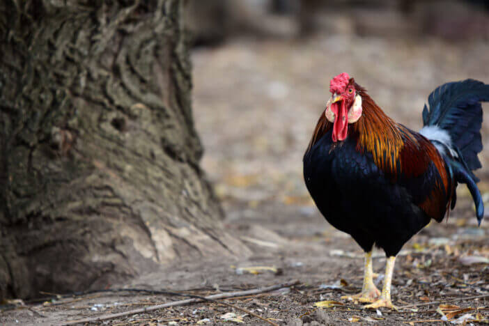 A colorful rose comb leghorn rooster standning next to a tree with a dull background.