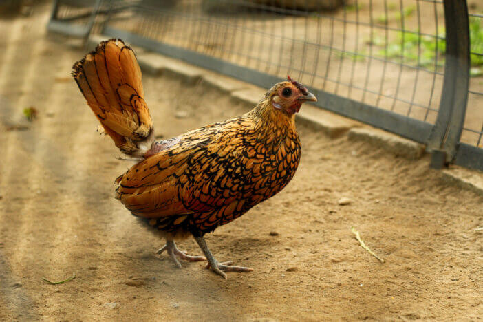 A hen, Sebright chicken breed walking on the ground