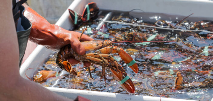 A live Maine lobster being pulled out of a bin of lobsters