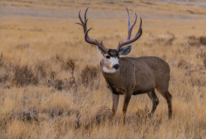 A Mule Deer Buck with Large Antlers on the Plains of Colorado