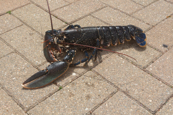 Alive blue lobster after fishing in Brittany