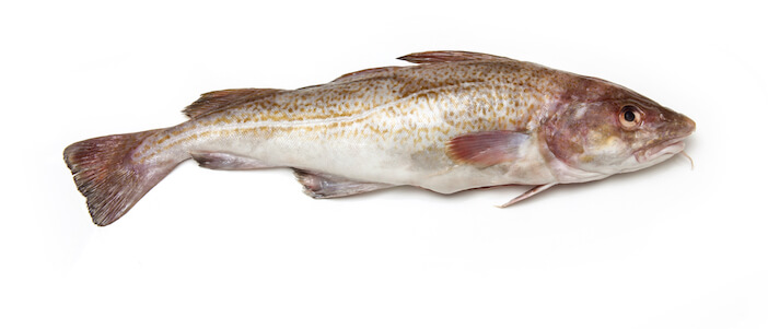 6+ Key Differences Between Atlantic Cod and Black Cod