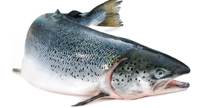 8+ Best Freshwater Fish to Add to Your Dinner Plate 2 atlantic vs alaskan salmon 8+ Best Freshwater Fish to Add to Your Dinner Plate