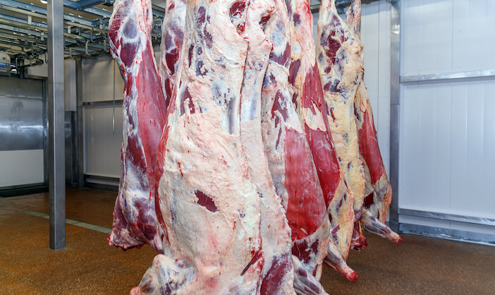 3+ Factors That Influence the Average Weight of Cattle at Slaughter