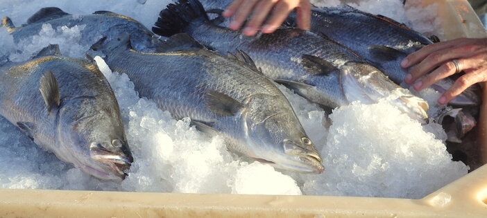 7+ Tasty Ways to Enjoy the Delicious Flavor of Barramundi