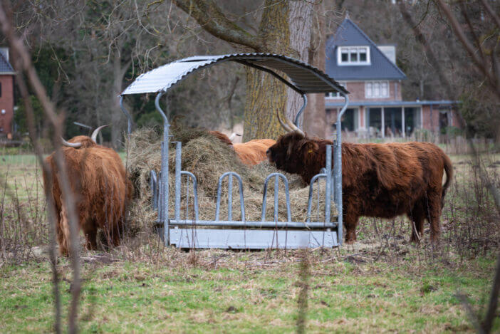 Beautiful brown scottish highlanders graze from a manger at a pasture on a farm in Heemstede, the Netherlands. There are no persons or trademarks in the shot.