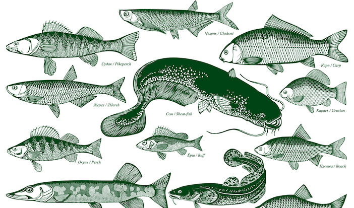 8+ Best Freshwater Fish to Add to Your Dinner Plate 1 best freshwater fish to eat 8+ Best Freshwater Fish to Add to Your Dinner Plate