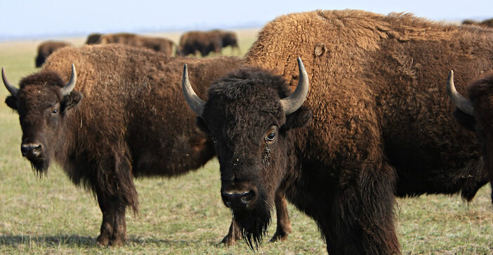 6+ Surprising Differences Between Bison and Cow Meat 1 bison vs cow 6+ Surprising Differences Between Bison and Cow Meat