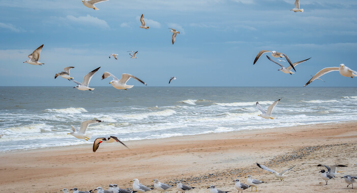 7 Highlights of Blue Crab Season Texas – Prices & Tips