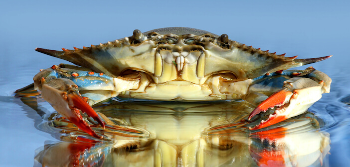 8+ Key Differences Between Blue and Snow Crabs 1 blue crab vs snow crab 8+ Key Differences Between Blue and Snow Crabs