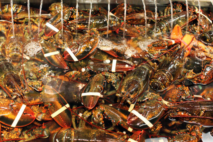 10+ Things You Need to Know About What Lobster Tastes Like 4 Live Maine lobsters in a seafood market.
