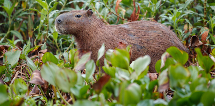 Capybara Meat: Nutritional Value, Legality, and Sustainability in South America 1 capybara meat Capybara Meat: Nutritional Value, Legality, and Sustainability in South America