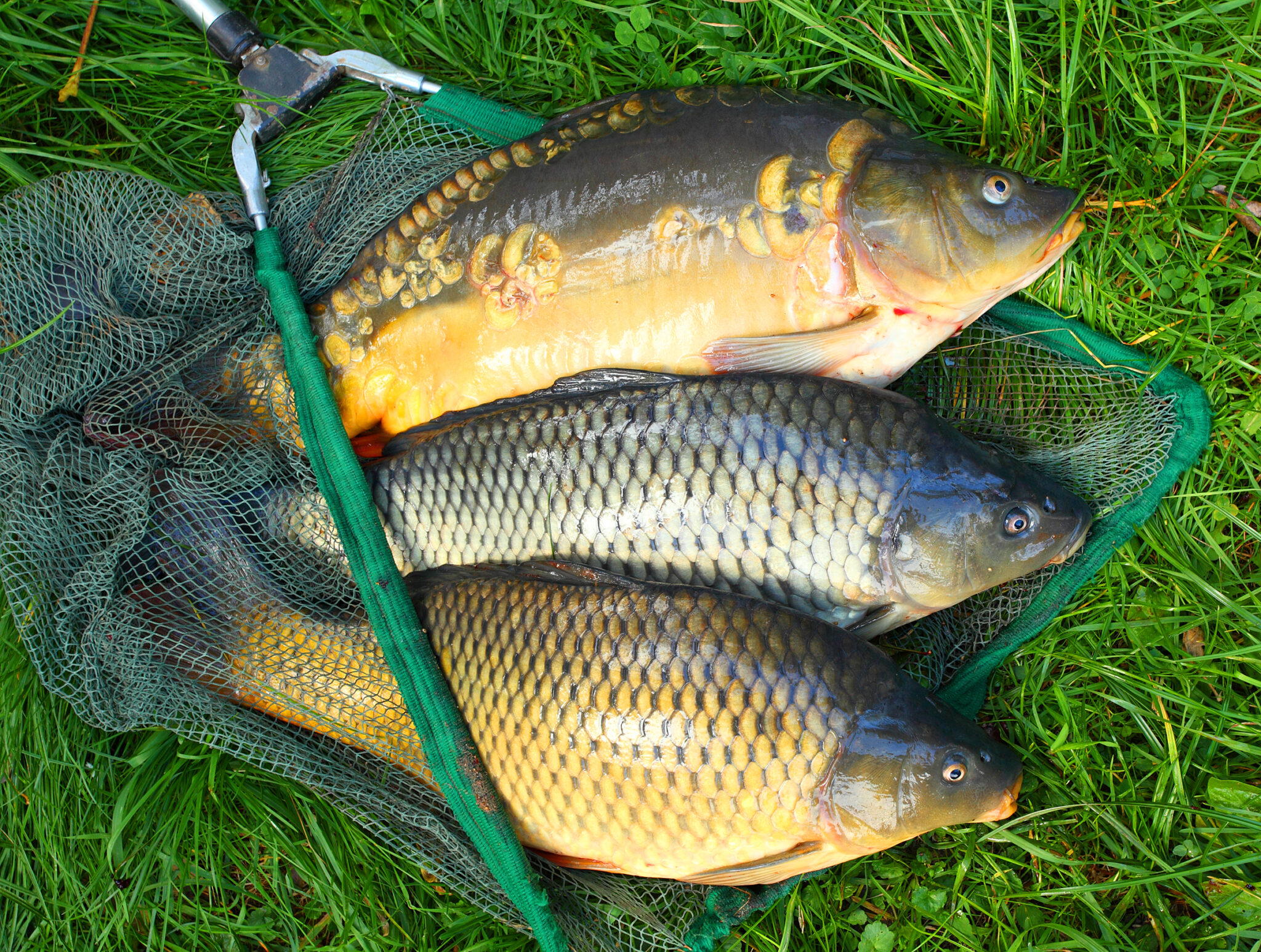 5 Carp Fishing Tips to Help You Improve Your Catch