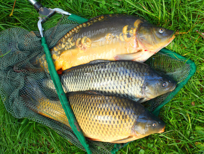 5+ Reasons Why Saltwater Carp are the Perfect Catch 2 Common Carp. Fish on fishing net