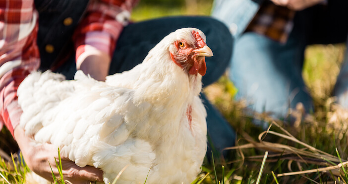 9+ Surprising Uses for Chicken By-Products You Didn’t Know About