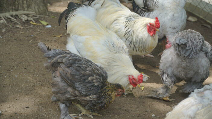 Close up photo of Brahama chickens are white and gray - Brahma Pootra, Burnham, Gray Chittagong, Shanghai