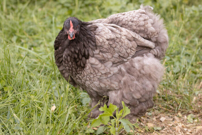 Close up photograph of a very fluffy cochin hen standing outside in the grass in the springtime. The feathers on her head are dark, nearly black, but fade to a lighter gray further down her body.