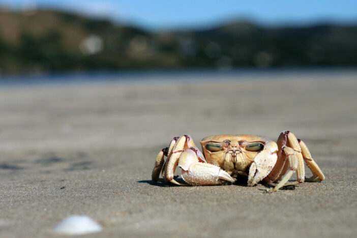 Crab on the beach, South Africa