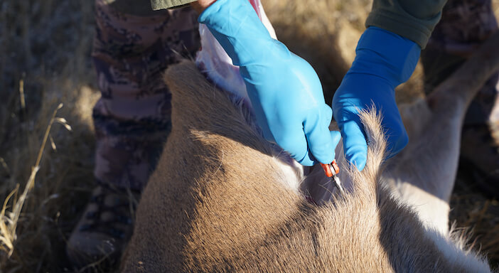 6+ Common Types of Deer Skinning Knives and Their Benefits 1 deer skinning knife 6+ Common Types of Deer Skinning Knives and Their Benefits