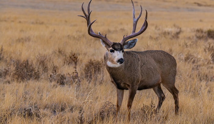 5+ Notable Differences Between Whitetail and Mule Deer