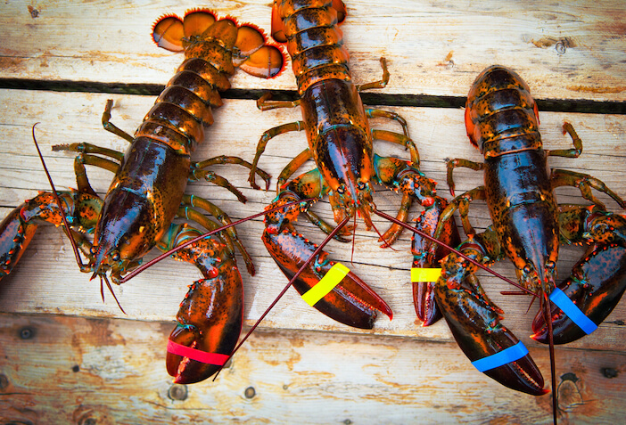 different types of lobster 9+ Types of Lobster to Try for the Ultimate Seafood Experience