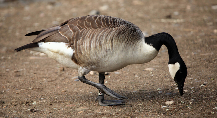 Are Canadian Geese Good to Eat? 10 Surprising Benefits