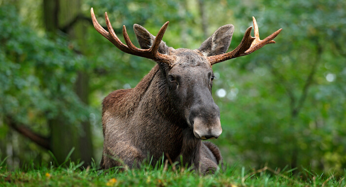 elk vs moose Elk vs Moose: Understanding the Differences in Size, Behavior, and Hunting Techniques