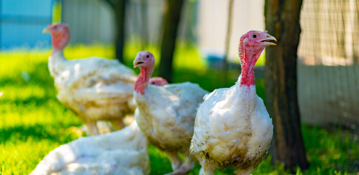 10+ Benefits of Farm Raised Turkey for Your Next Meal