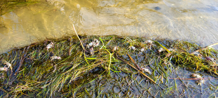 Fiddler crabs on Ono Island, Orange Beach, Alabama