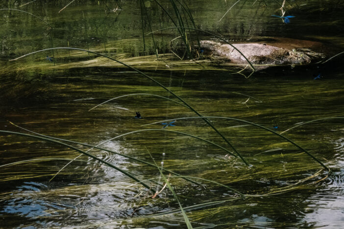 Green grass on body of water
