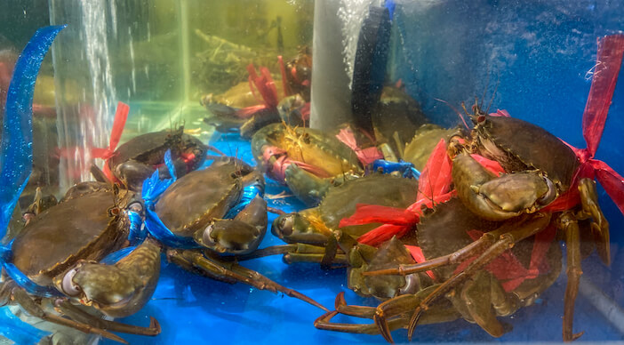 Buy a Bushel of Crabs: 8+ Tips for Keeping Them Alive & Thriving