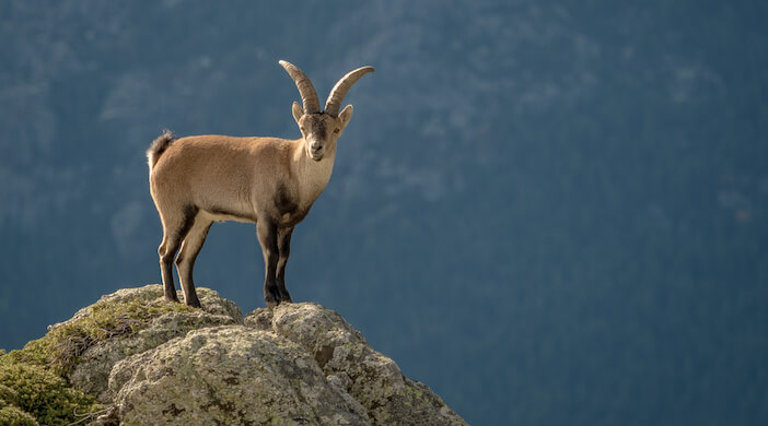 8+ Reasons to Try Ibex Meat: A Delicious and Nutritious Alternative 1 ibex meat 8+ Reasons to Try Ibex Meat: A Delicious and Nutritious Alternative