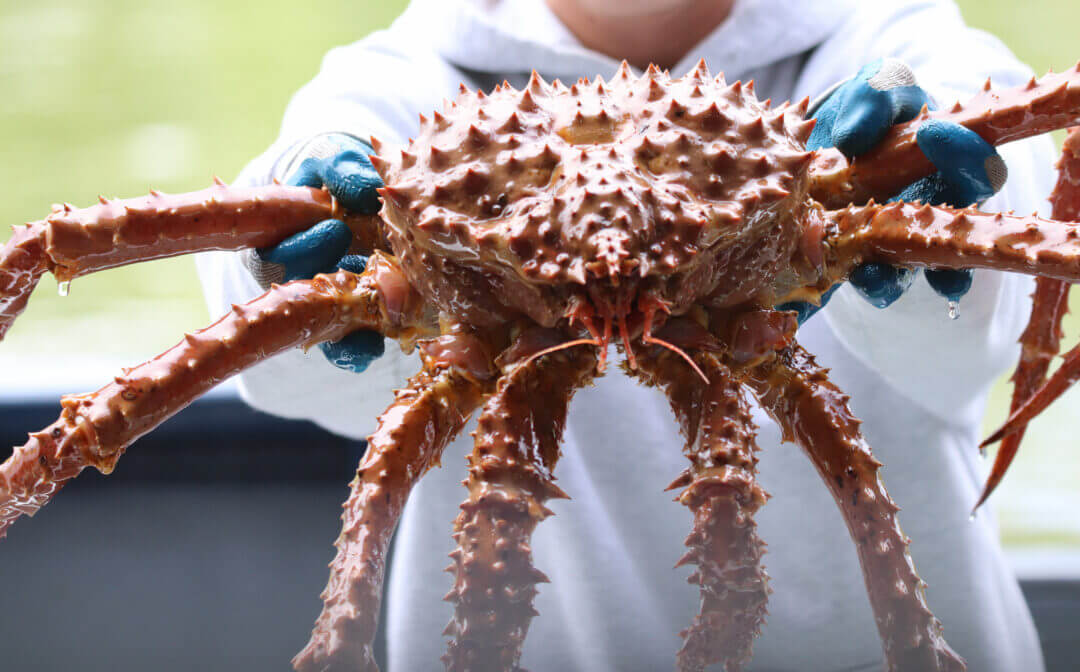 5 Key Differences Snow Crab vs King Crab What Chefs Must Know