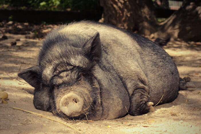 fat lazy pig sleeping on the ground