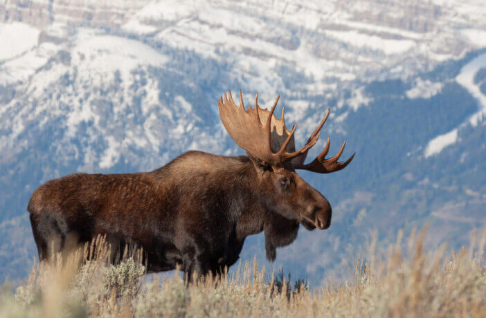 a bull moose in Grand Teton National Park Wyoming in autumn