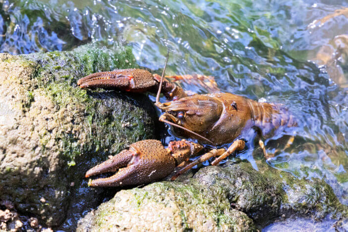 noble crayfish ( Astacus astacus ) on a stone in natural habitat; this is a protected vulnerable species, thriving only in remote clear and clean rivers