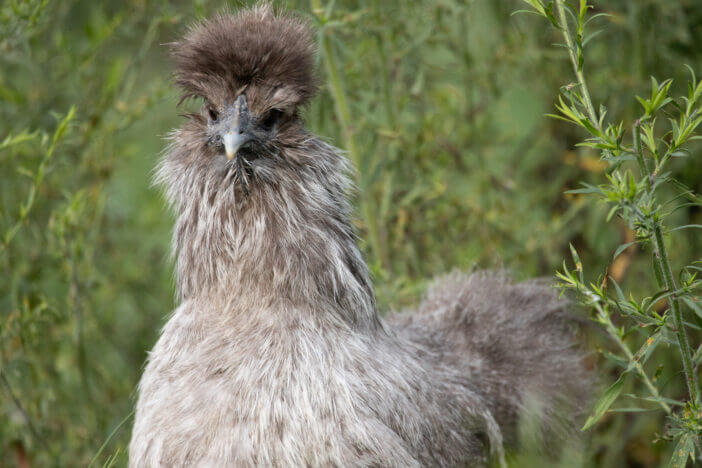 Photograph of a free range silkie hen standing outside among the tall weeds during the summer in Maryland.